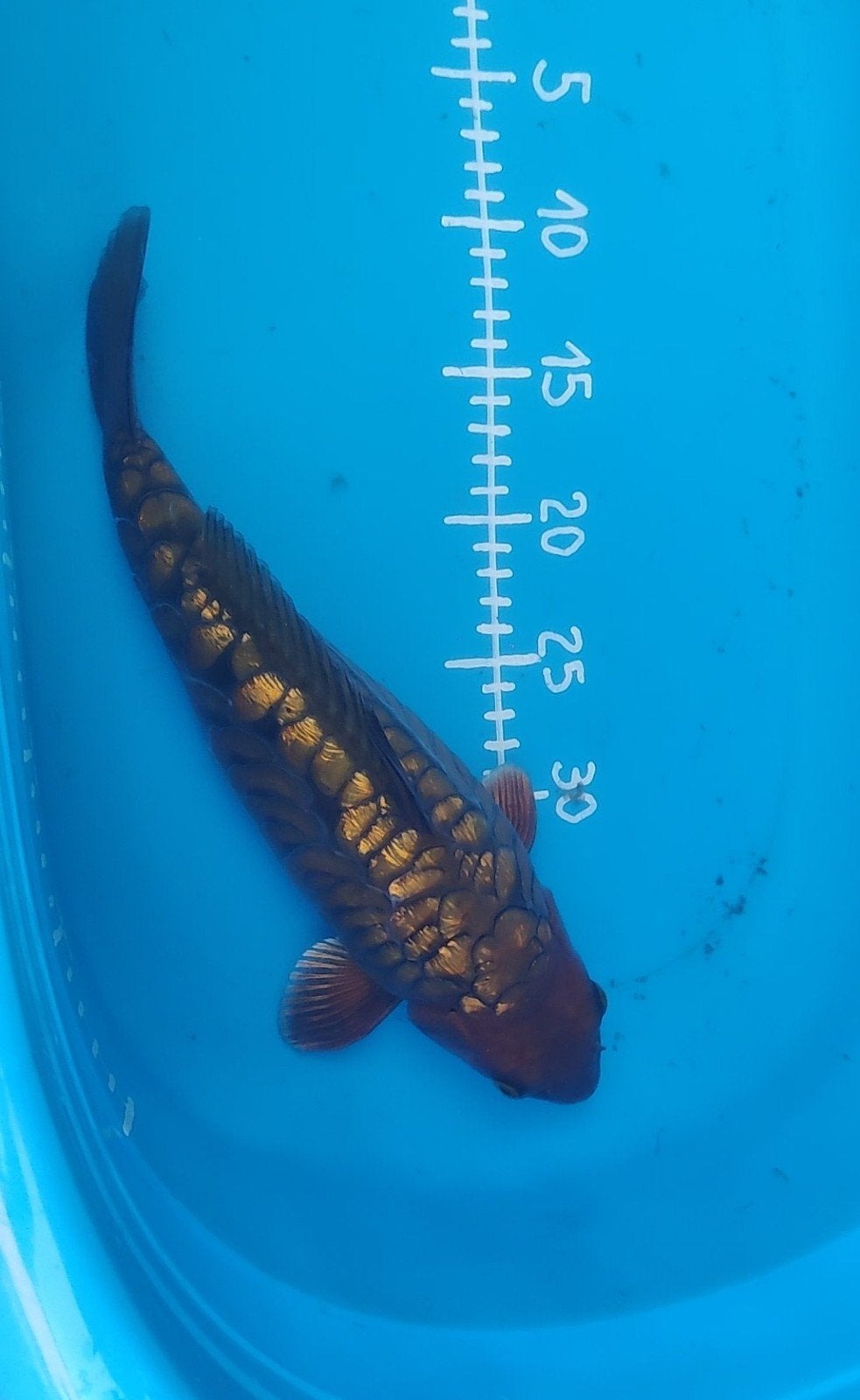 aragoke koi
