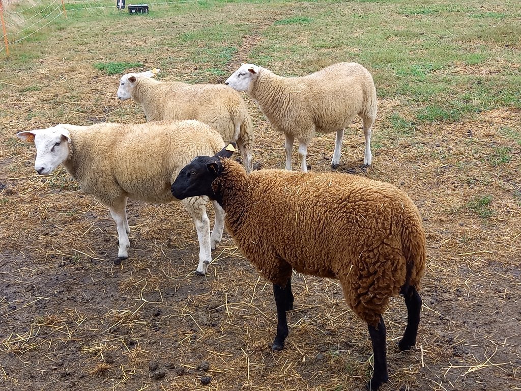 4 adorables agnes/moutons à vendre, Animaux & Accessoires, Moutons, Chèvres & Cochons, Mouton, 0 à 2 ans