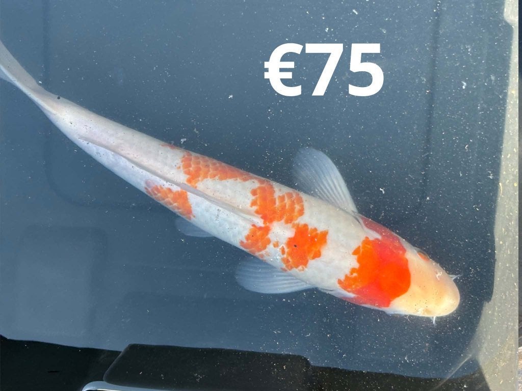 MOOIE KOI PER STUK TE KOOP, Karper of Koi