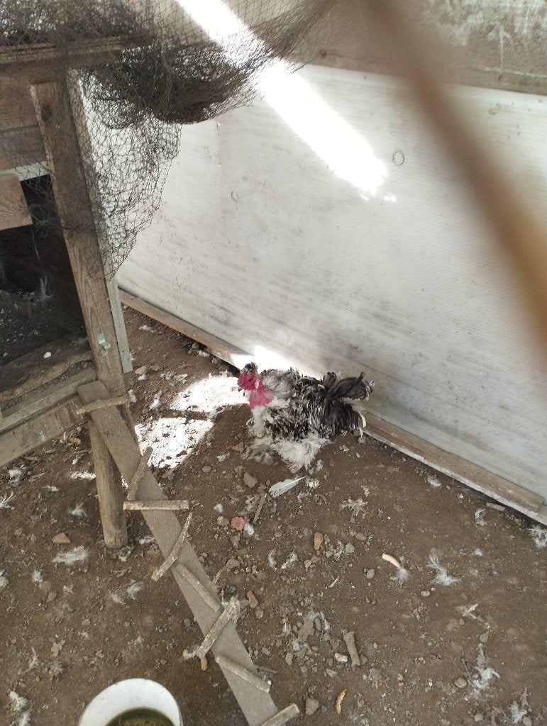 Zijdehoen krul haan, Mâle, Poule ou poulet