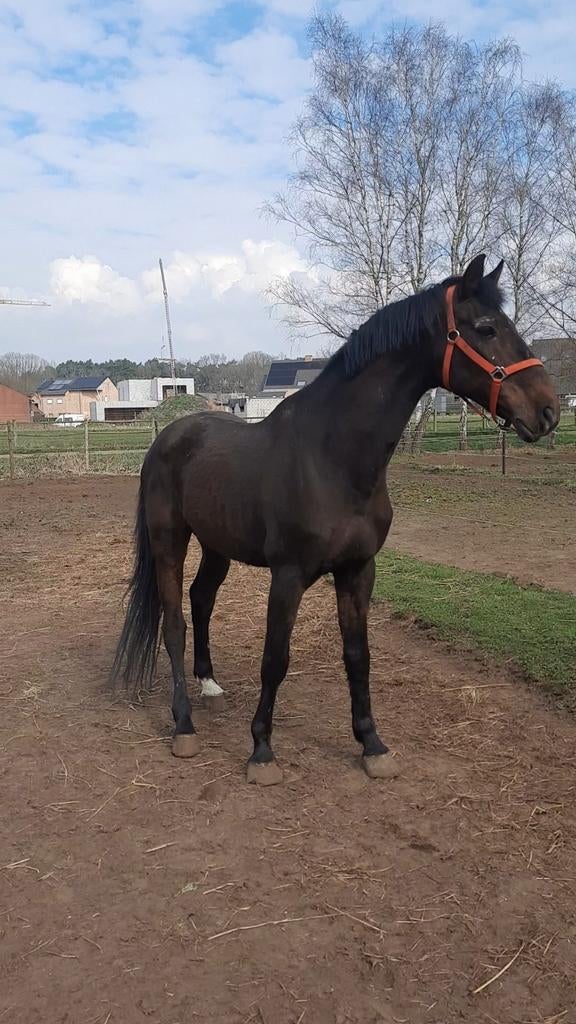 Ter dekking ( Cassini I x Cor de la Bruyere), Dieren en Toebehoren