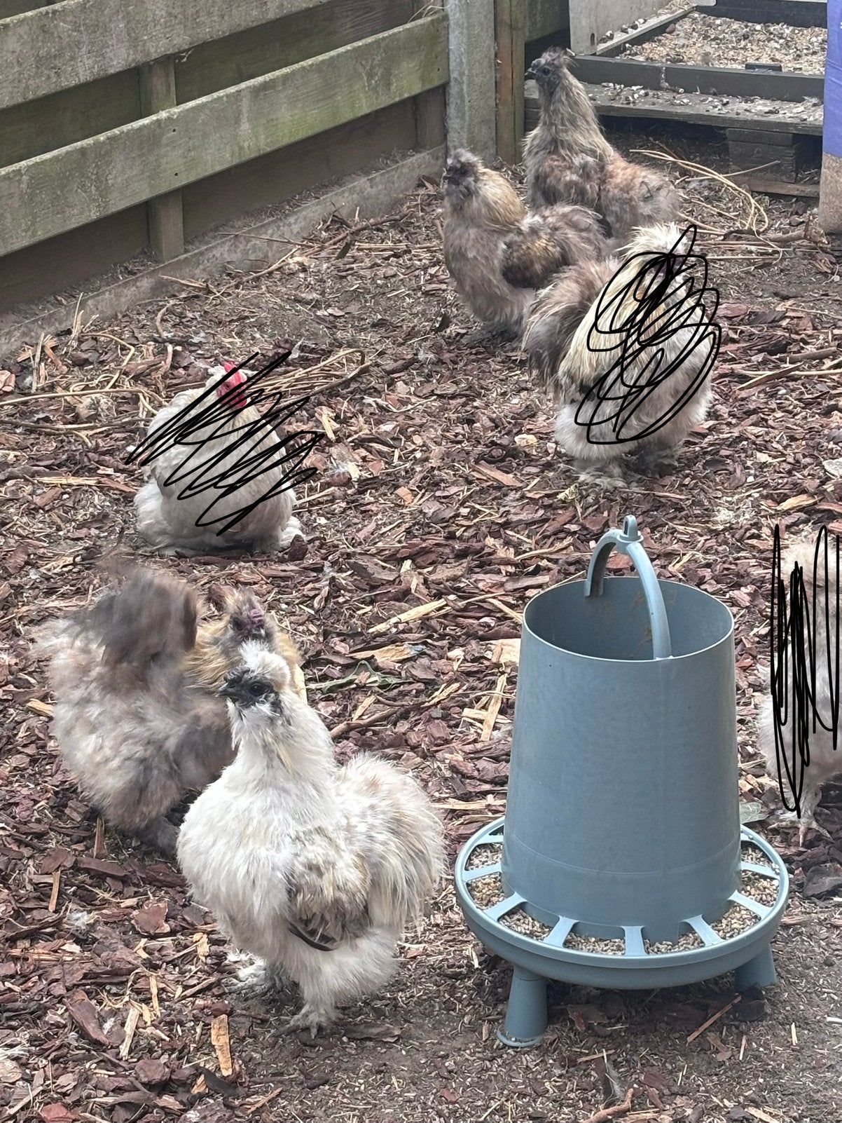 4 zijdehoen hanen dringend af te halen gratis!, Poule ou poulet
