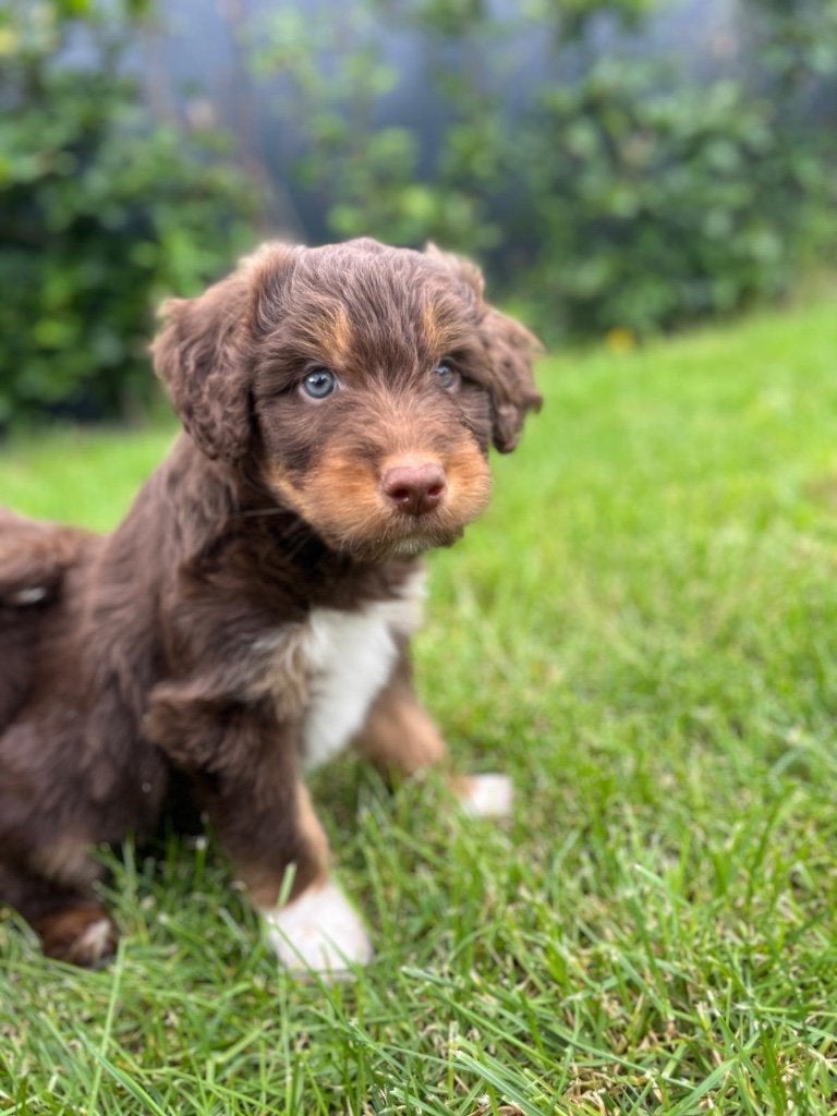 Prachtige medium doodle pups f1, Poedel, Parvo, België, 8 tot 15 weken