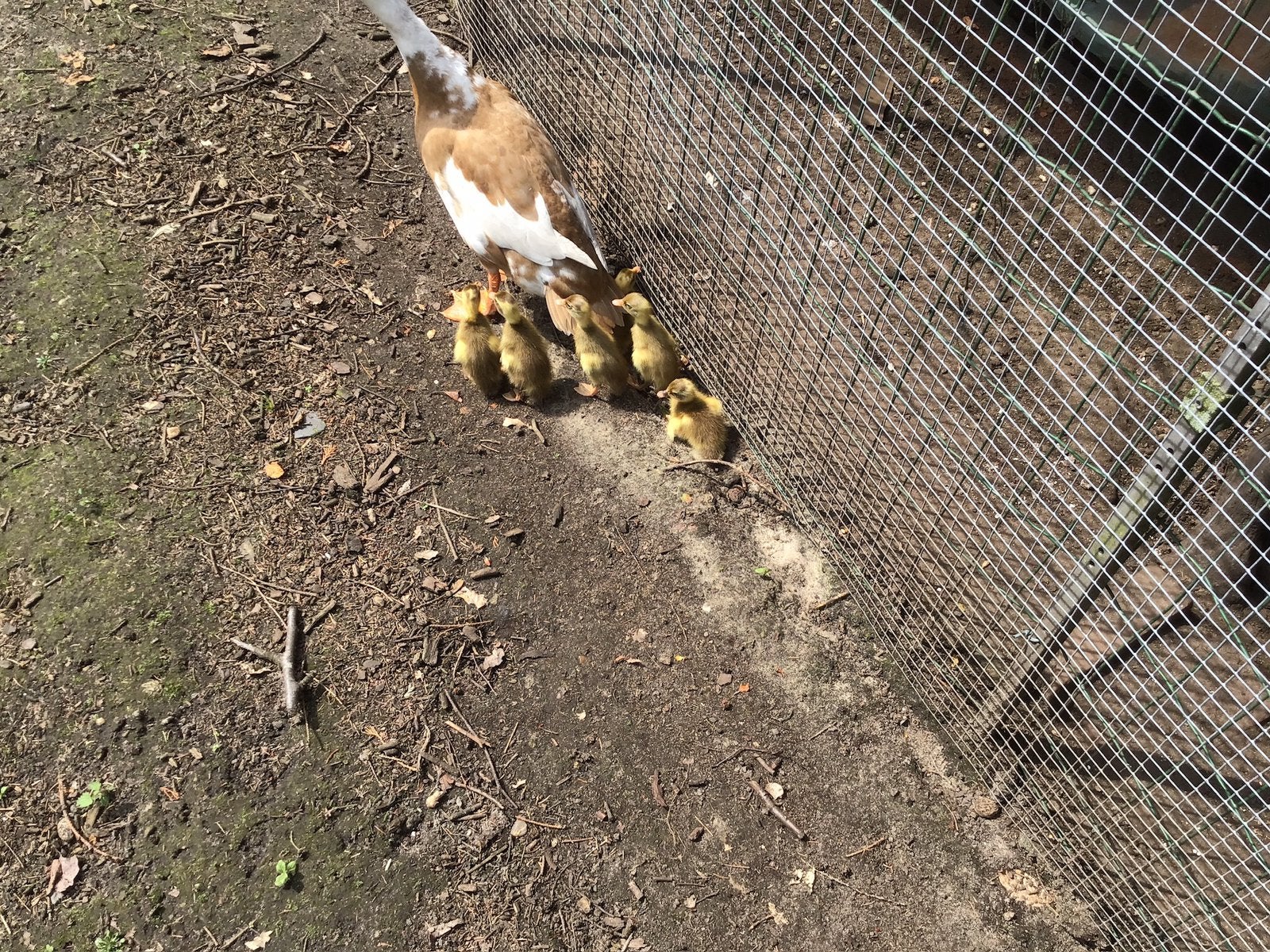Loopeend met kuikens, Dieren en Toebehoren