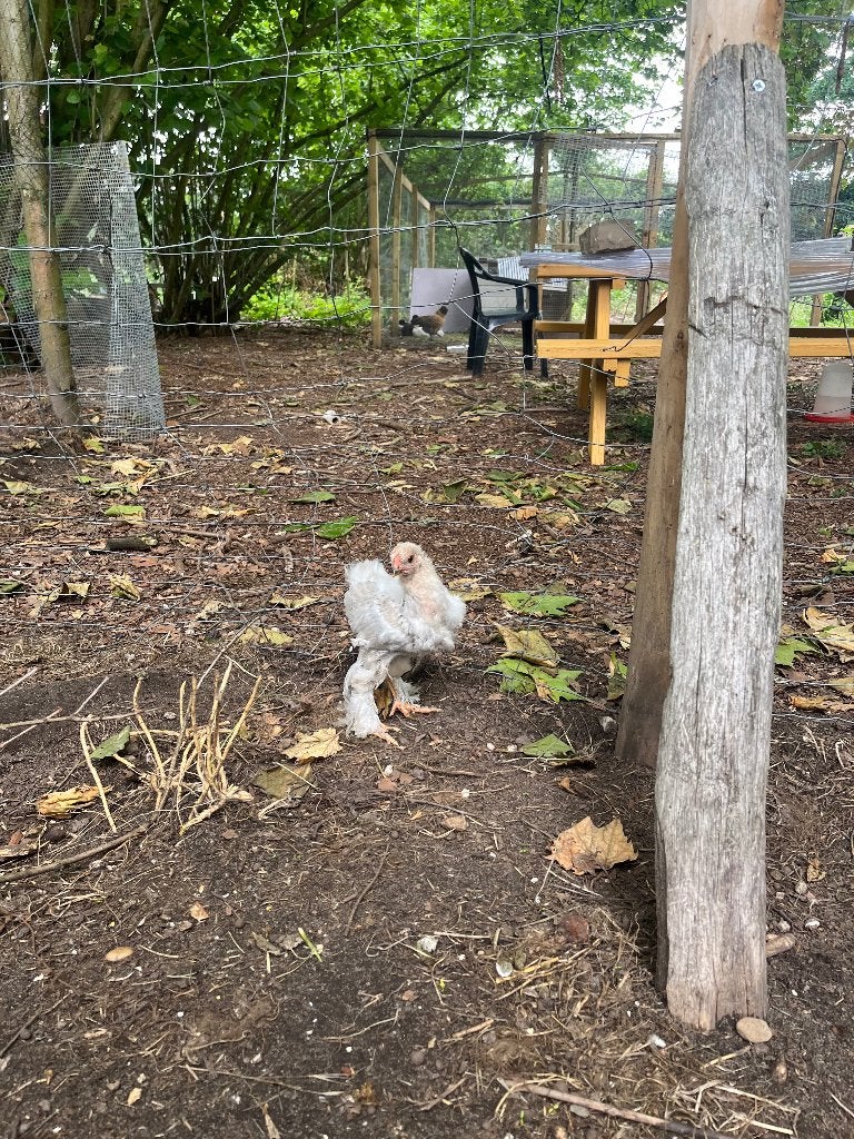 Brahma Isabel haan, Dieren en Toebehoren, Pluimvee, Mannelijk, Kip