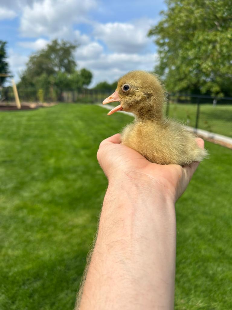 Kuiken Vlaamse gans