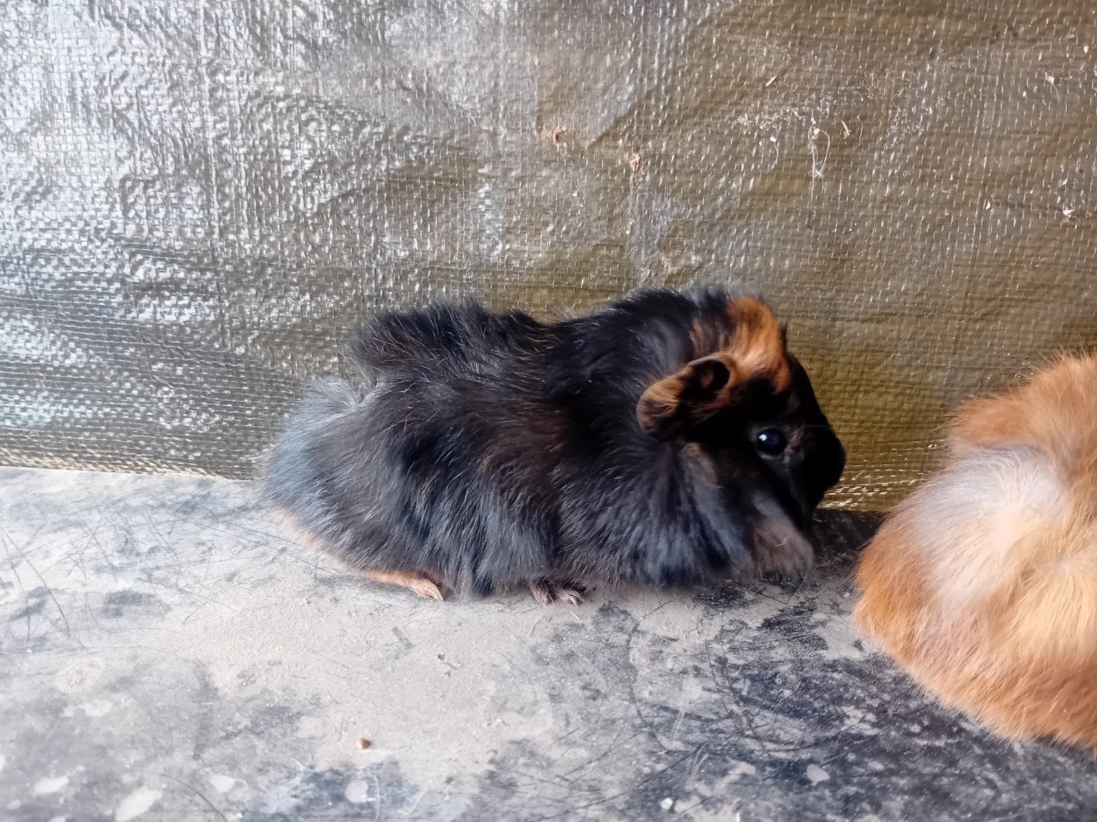5 jonge cavia's, Animaux & Accessoires, Août, Domestique, Plusieurs animaux, Cobaye