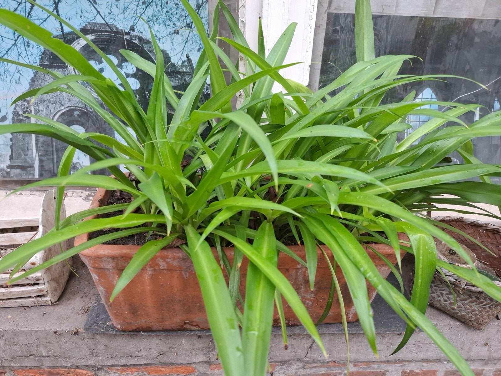 mooie plantenbak, steen met vele prachtige graslelie planten, Enlèvement