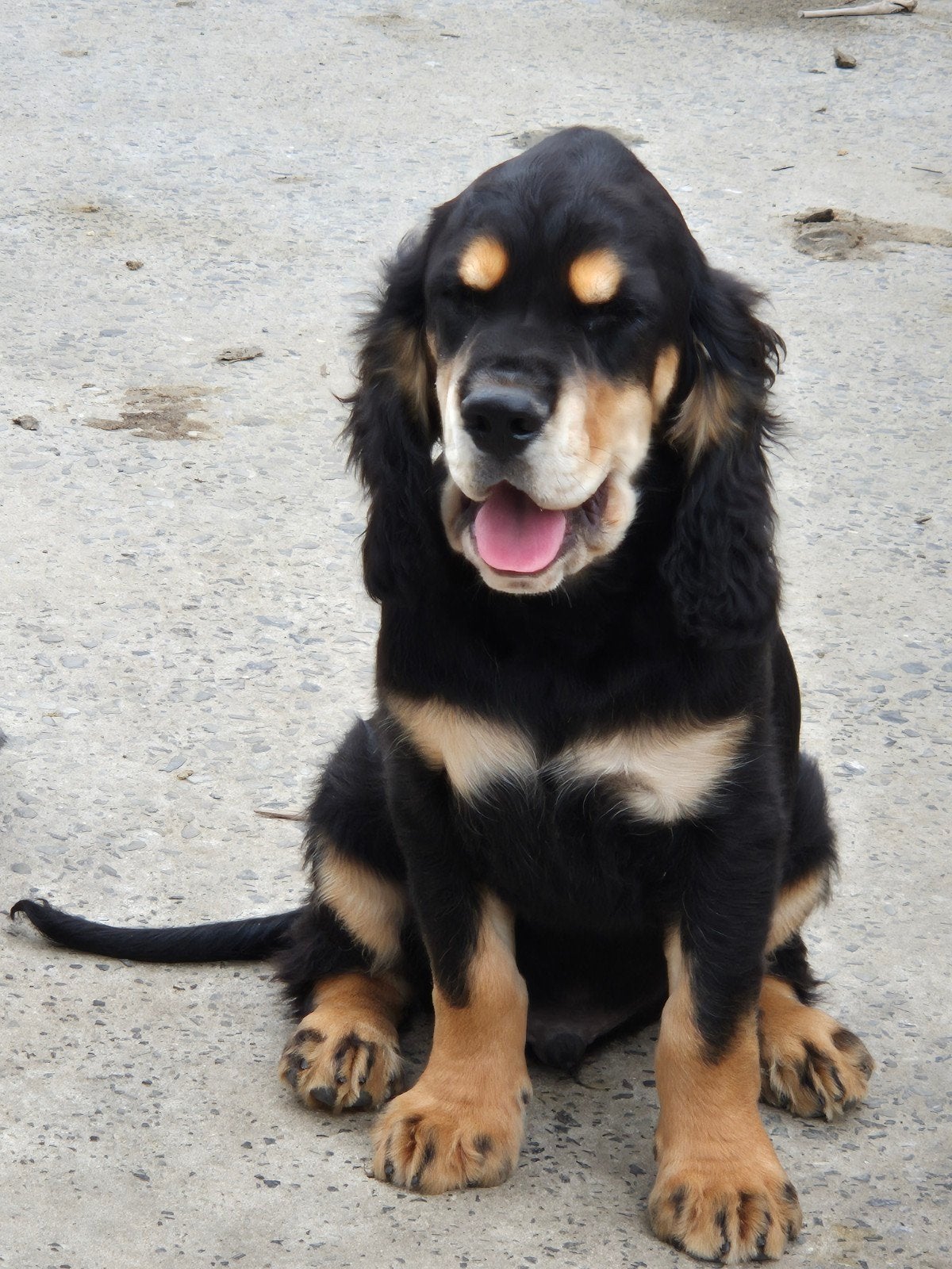 Engelse Cocker Spaniël pups, Maladie de Carré (chiens), Plusieurs, Éleveur | Loisir, Belgique