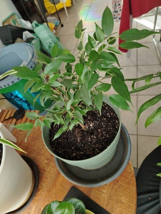 Kleine ficus met pot en schaal., Huis en Inrichting, Ophalen