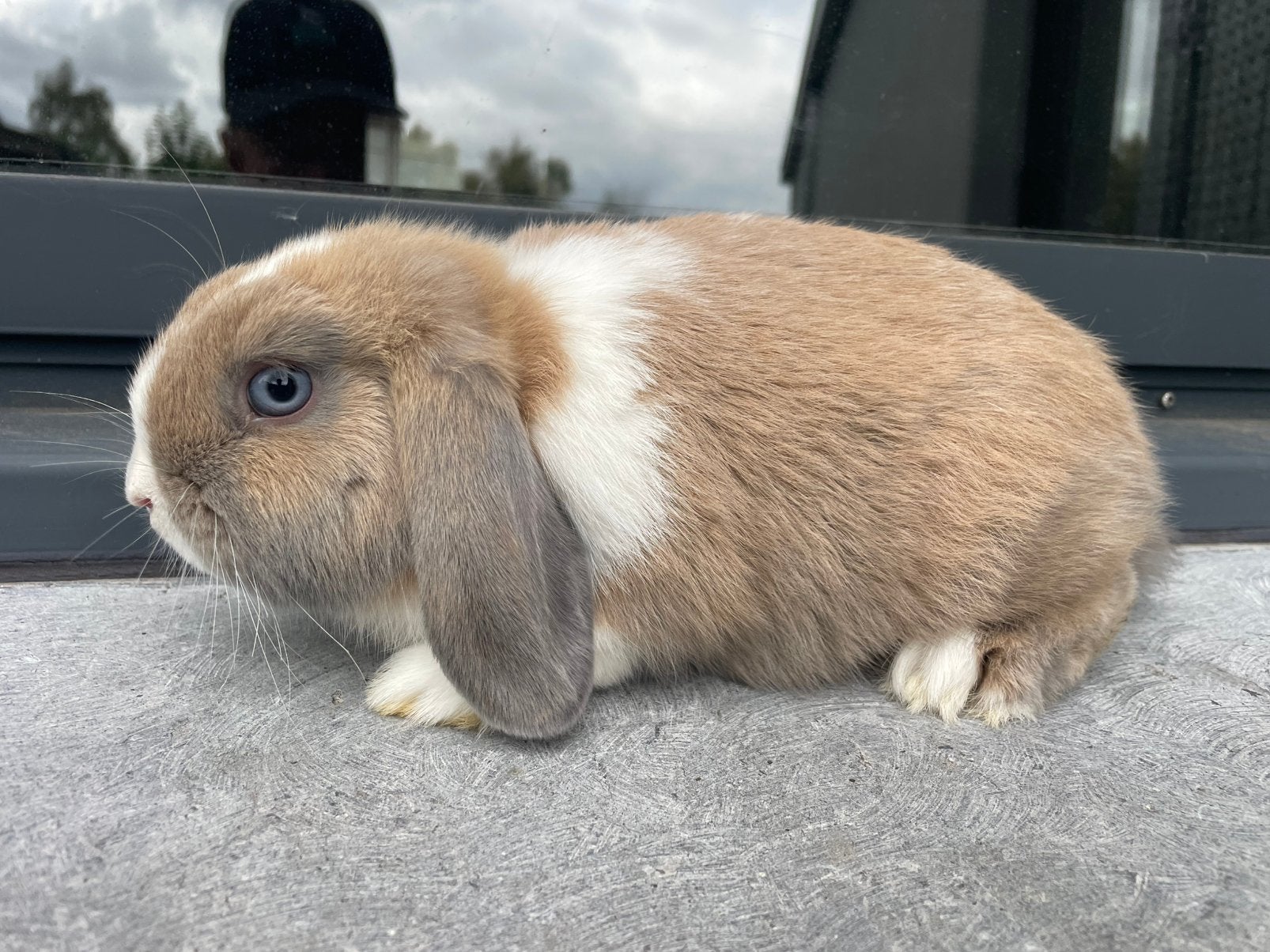 Minilop konijntje, Dieren en Toebehoren