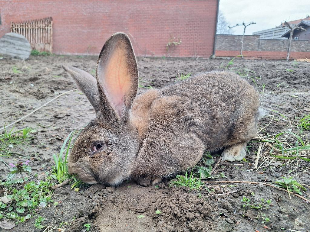 Duitse reus ram, Dieren en Toebehoren, Konijnen, Mannelijk, Groot, 0 tot 2 jaar
