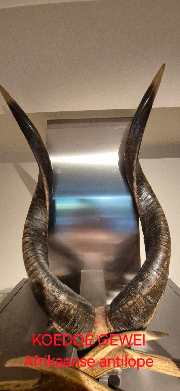 HOORNS /GEWEI, Antiek en Kunst, Ophalen