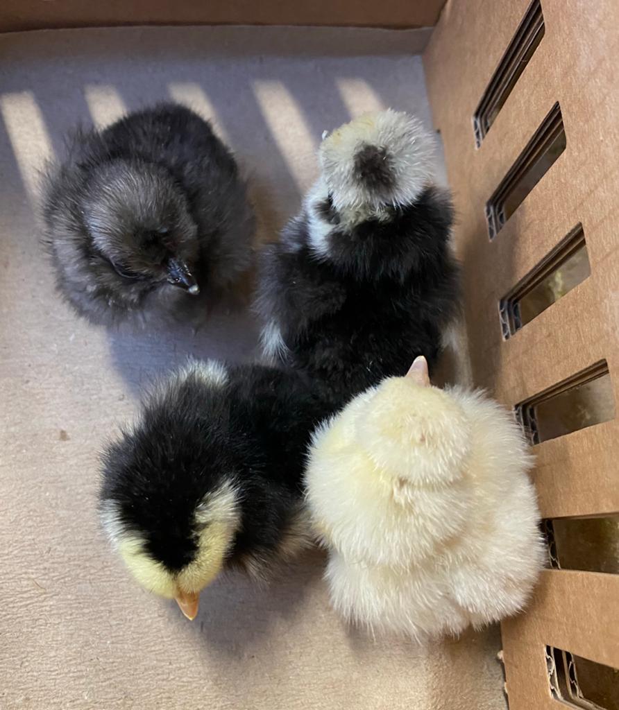 Kuikens, Dieren en Toebehoren