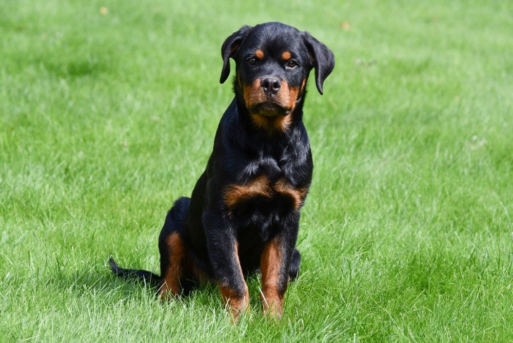 Chiots Rottweiler à vendre, Animaux & Accessoires, Chiens | Bouledogues, Pinschers & Molossoïdes, 15 semaines à 1 an, Étranger