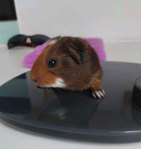 cavia's zeugjes en beertjes, Dieren en Toebehoren, Knaagdieren, Cavia, Augustus, Meerdere dieren, Tam