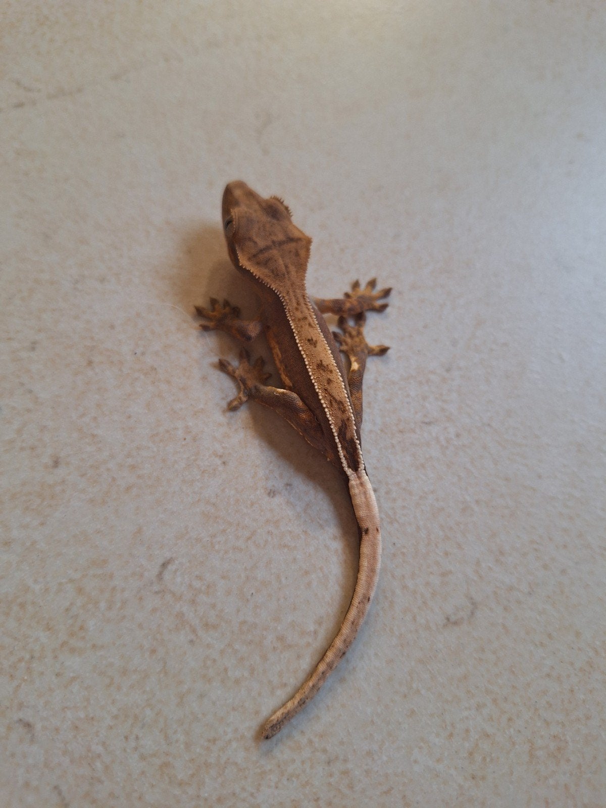 élevage de gecko à cils