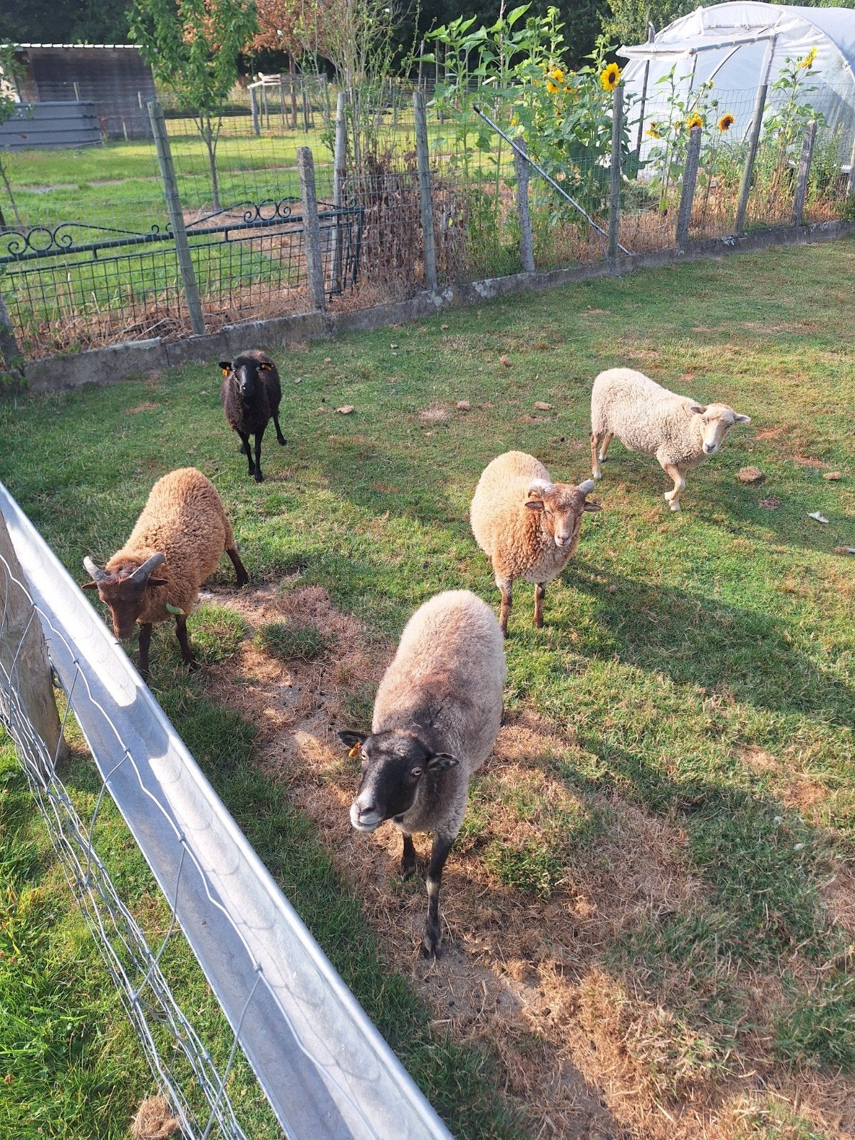 Rammen te koop, Animaux & Accessoires, Moutons, Chèvres & Cochons