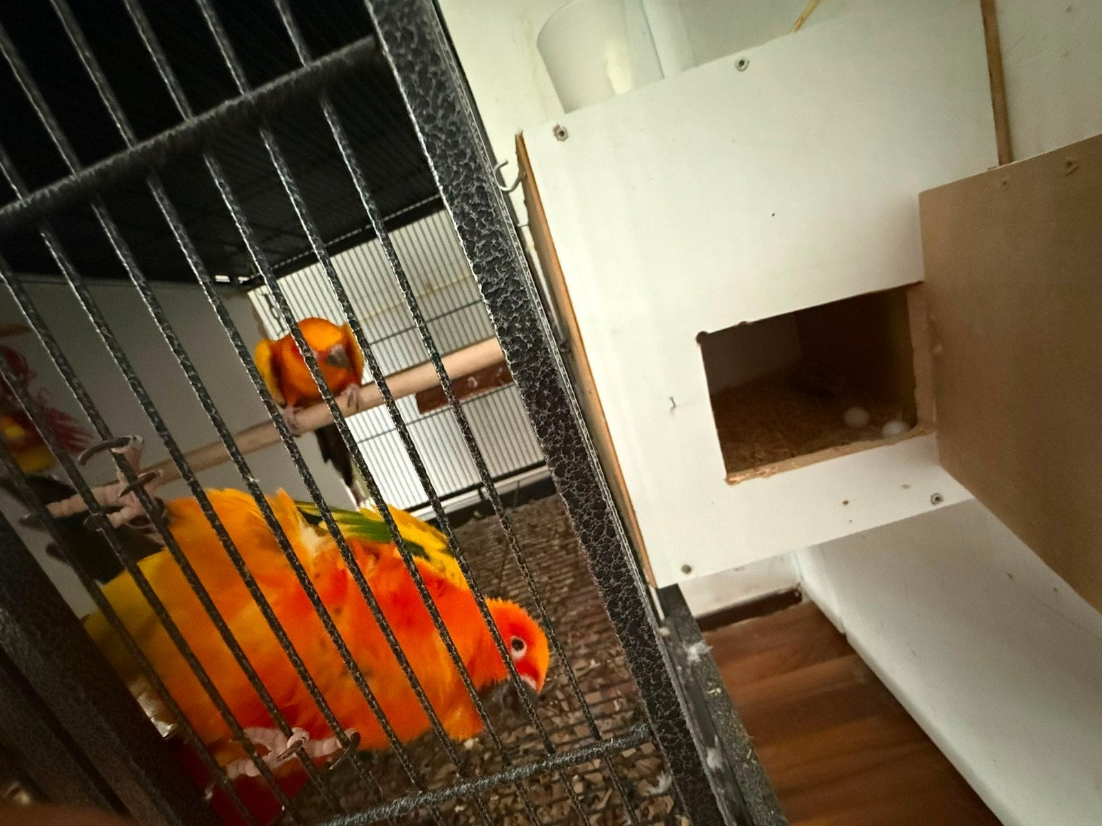 Een koppel zonparkieten, Dieren en Toebehoren, Meerdere dieren, Parkiet, Tam