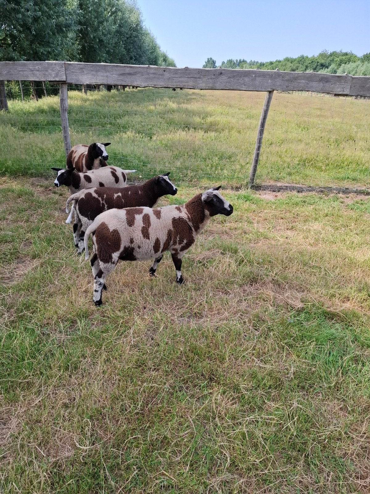 Mouton dragué