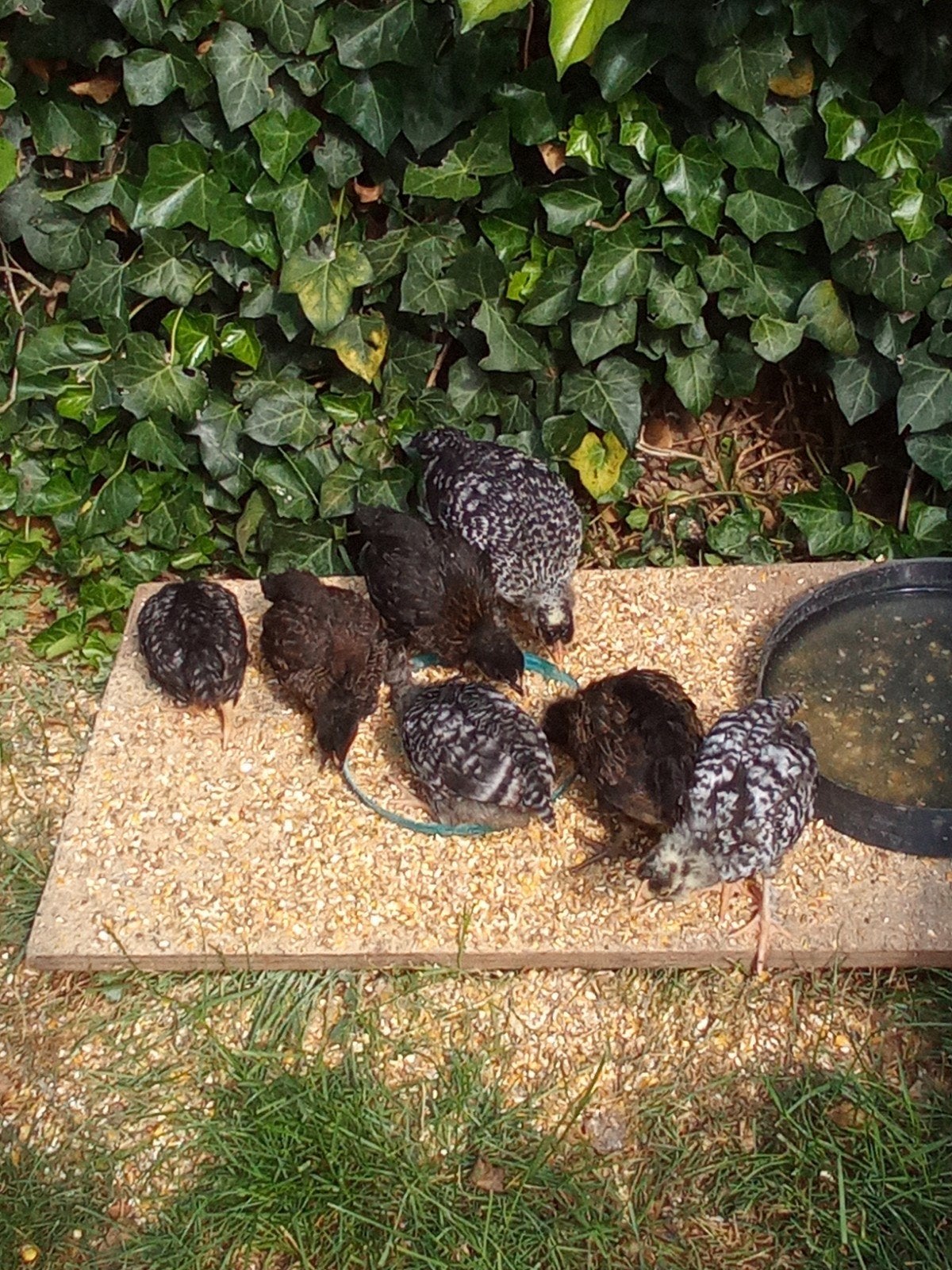 10 kleine kuikens 6 weken oud, Geslacht onbekend, Kip