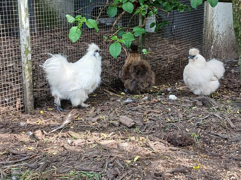 Zijdehoen hennen en hanen, Dieren en Toebehoren, Pluimvee