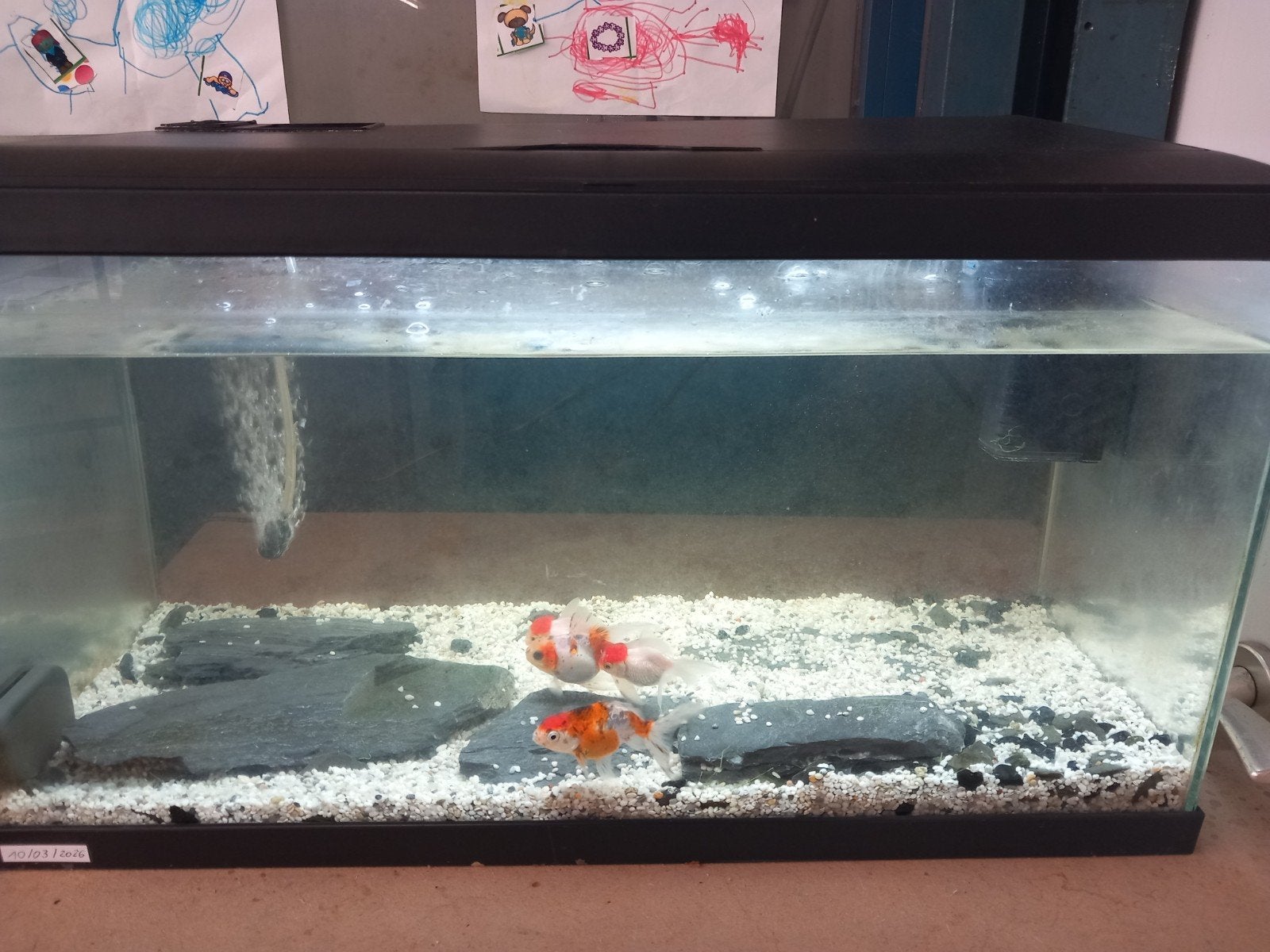 Aquaruim 60 cm, Dieren en Toebehoren, Vissen | Aquariumvissen