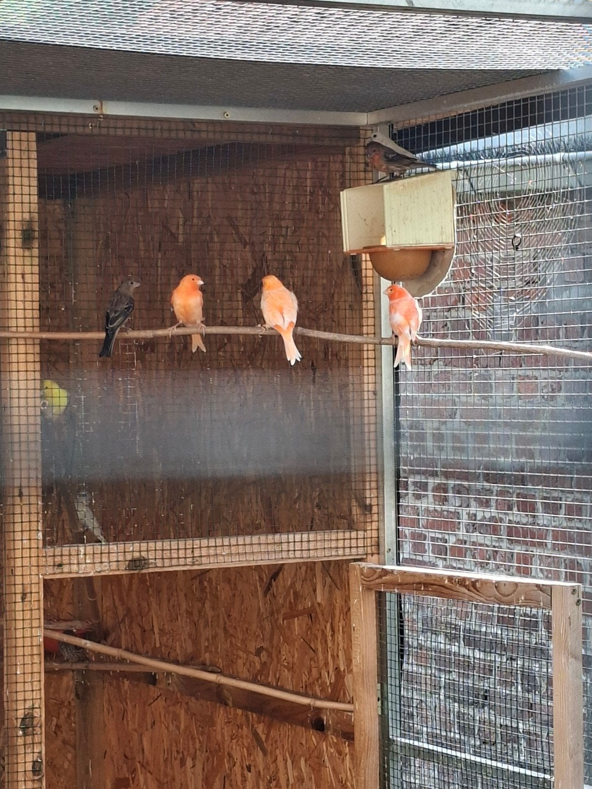 kanaries, Dieren en Toebehoren, Vogels | Kanaries