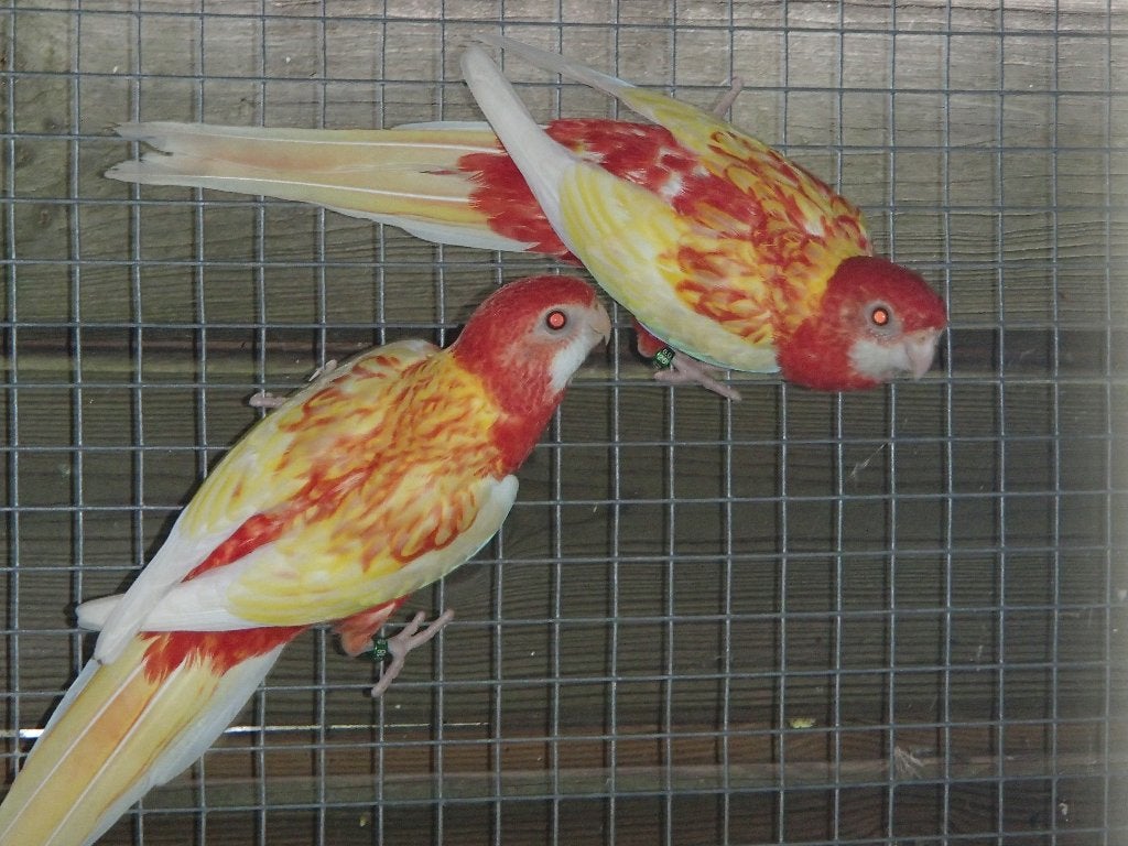 rosellas, Plusieurs animaux, Perruche, Bagué
