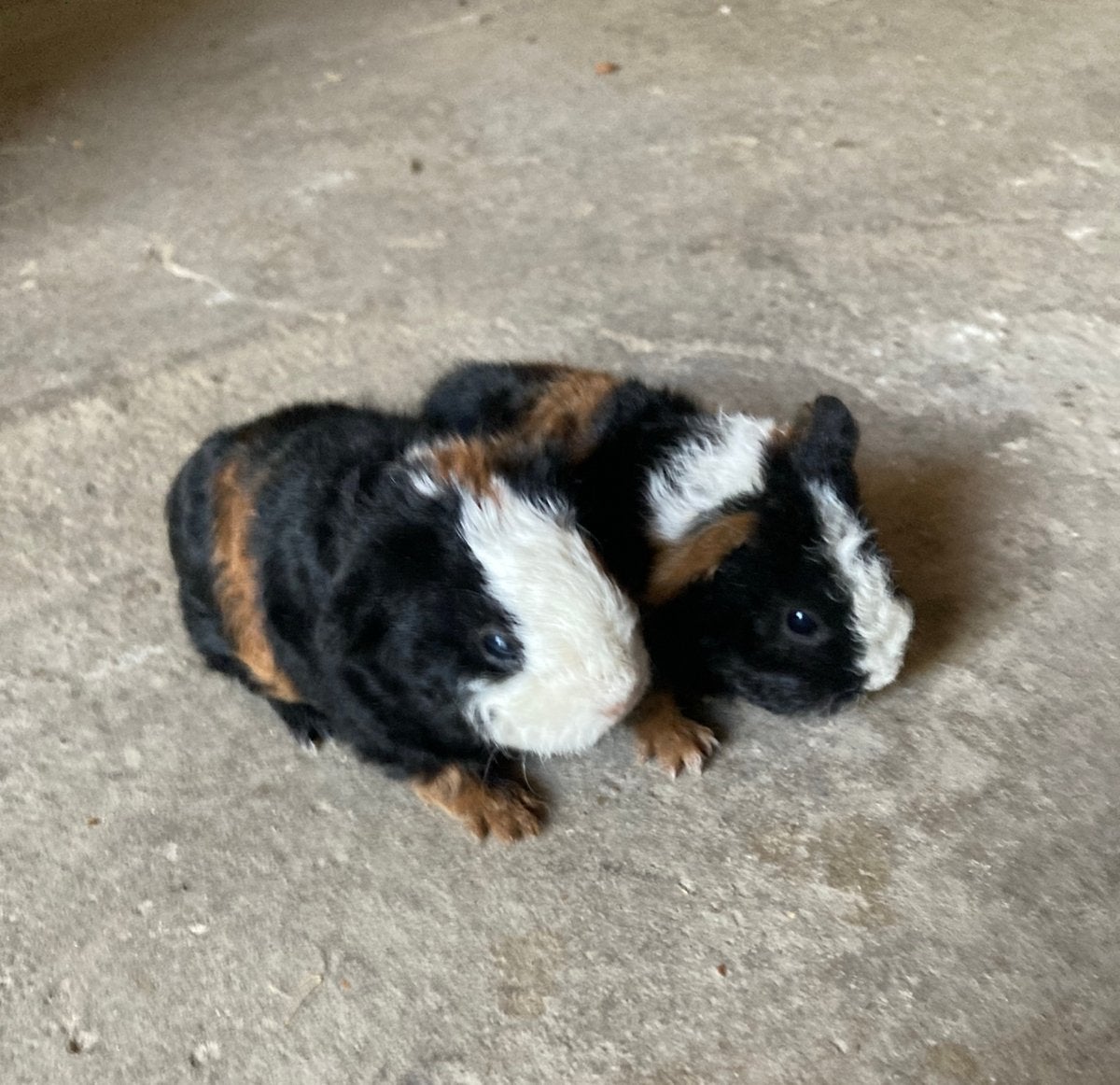 2 cavia tessel beertjes te reserveren., Dieren en Toebehoren, Knaagdieren, Juli, Cavia