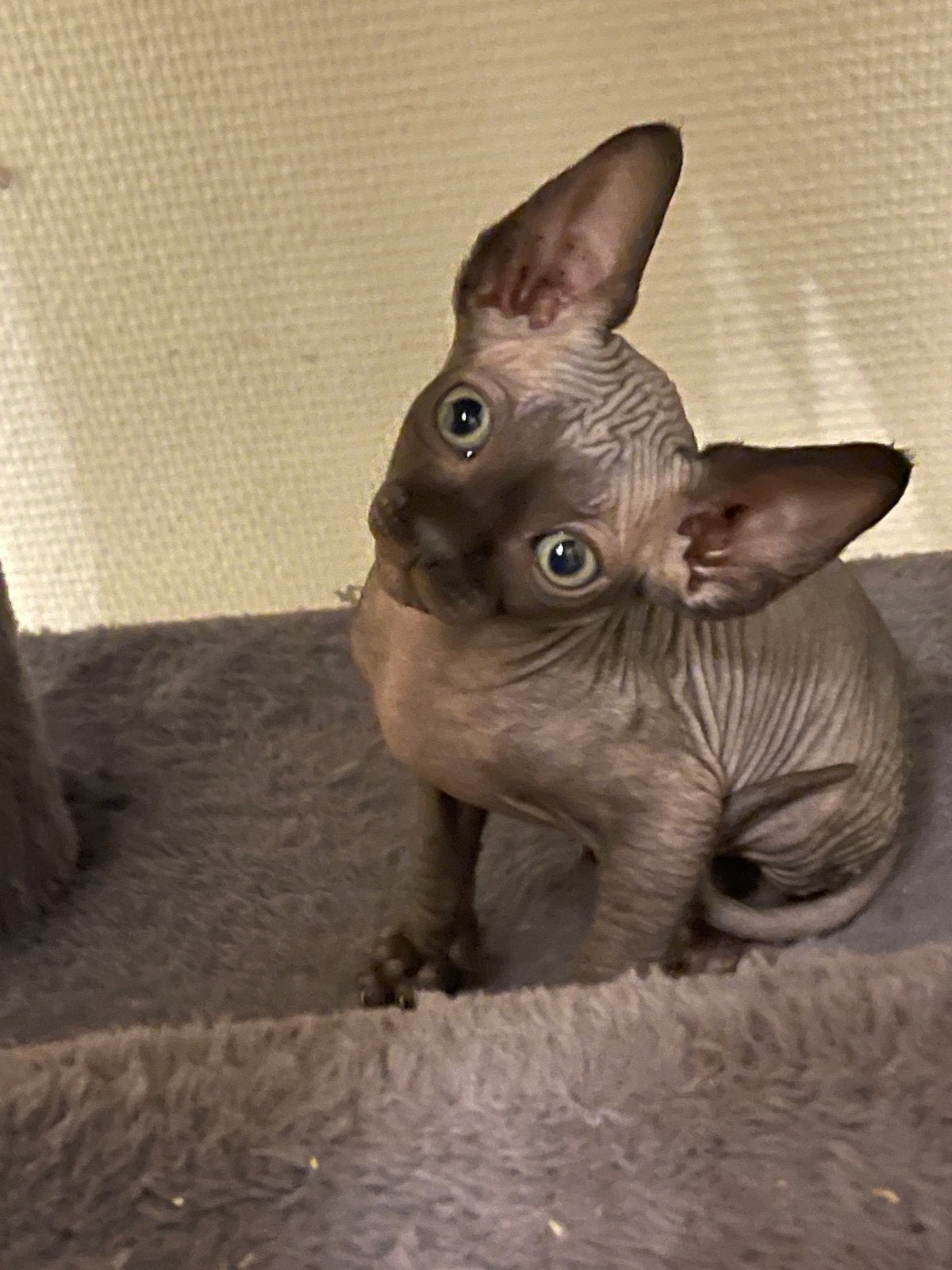 Sphinx, Animaux & Accessoires, Chatte ou Chat, 0 à 2 ans