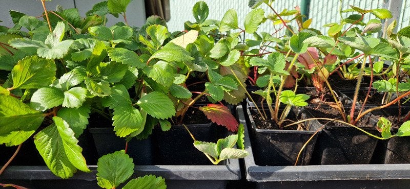 Ostara aardbei planten in P9 pot, Ophalen, Zomer, Vaste plant, Volle zon