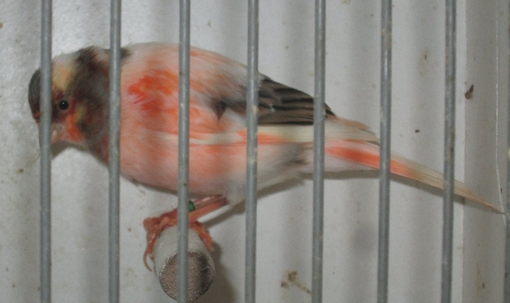 harlekijnkanaries, Dieren en Toebehoren, Mannelijk, Postuurkanarie