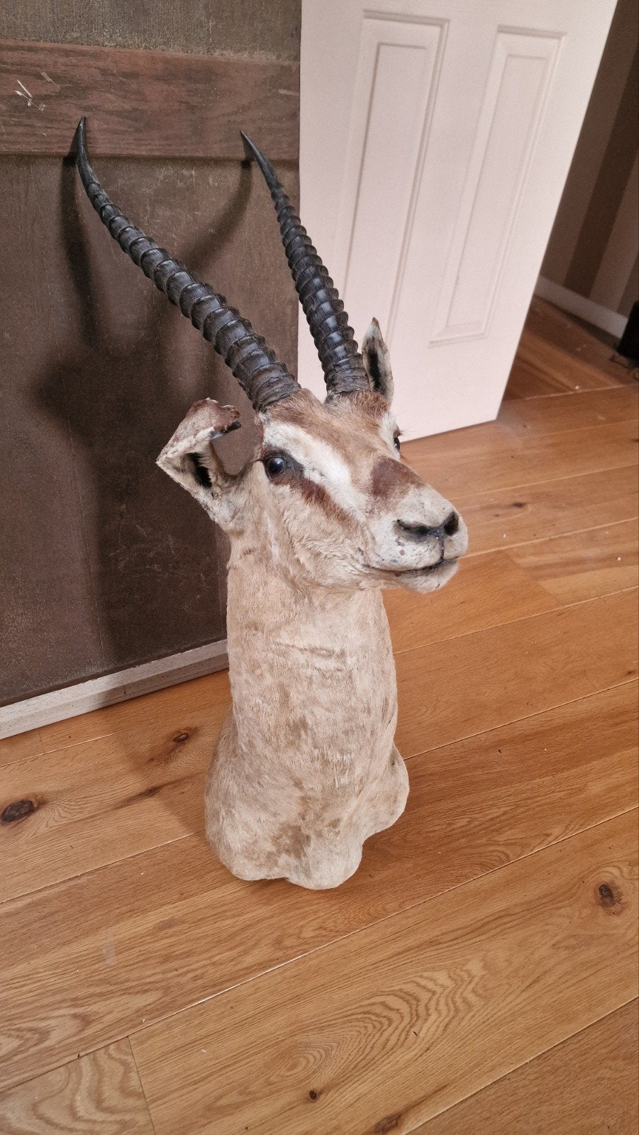 tête de gazelle empailler, Enlèvement, Utilisé, Animal sauvage, Animal empaillé