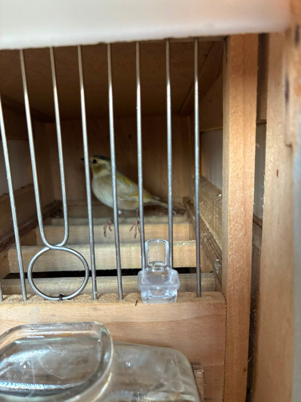 Botvink te koop, Animaux & Accessoires, Oiseaux | Oiseaux Autre, Mâle, Oiseau chanteur sauvage