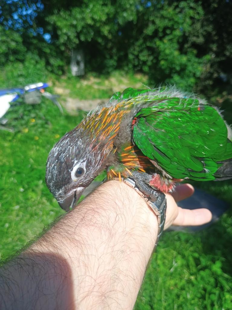 Oranjestrepen Lori. Man, Dieren en Toebehoren, Mannelijk, Tam