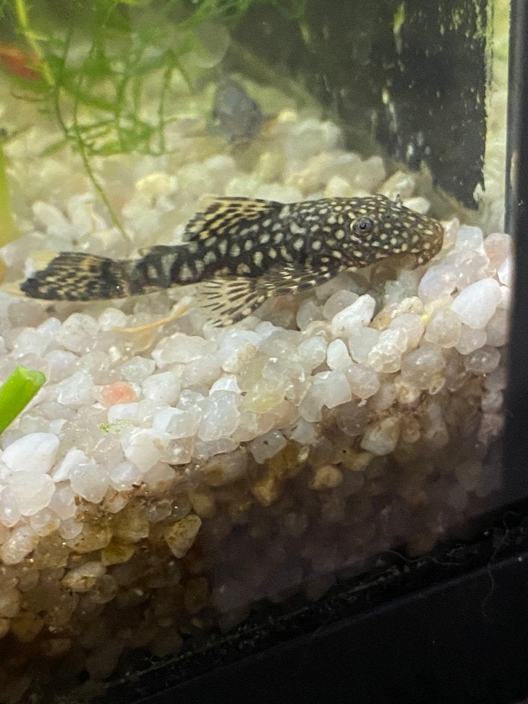 jonge ancistrussen (borstelneus), Animaux & Accessoires, Poissons | Poissons d'aquarium