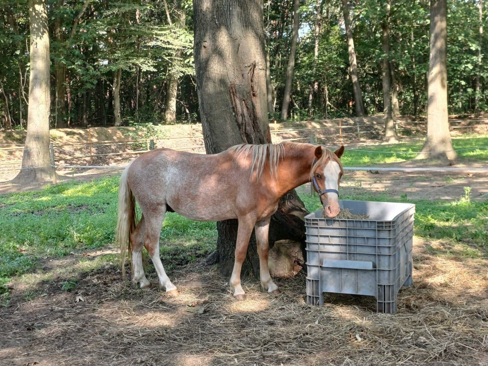 Welsh ruin, aparte Roan kleur!, Animaux & Accessoires, Poneys, Hongre, Poney B (1.17 m à 1.27 m), Poney de récréation, 0 à 2 ans