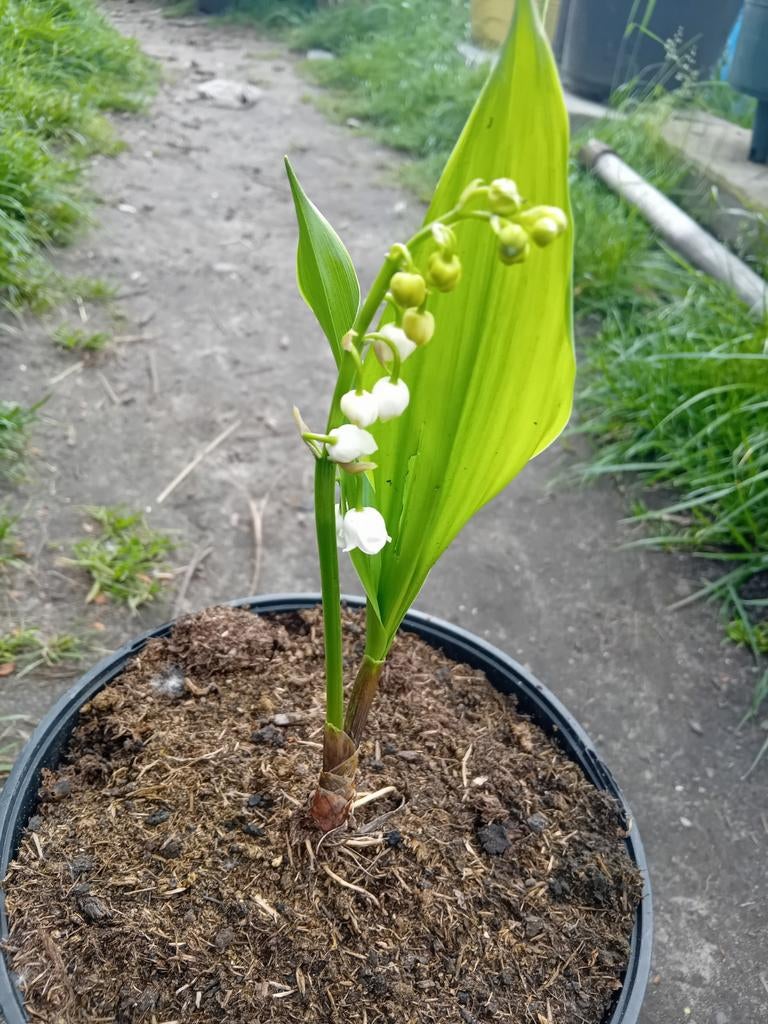 Witte meiklokjes, Ophalen of Verzenden