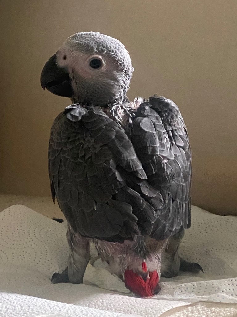 Gris du Gabon EAM, Animaux & Accessoires, Mâle, Perroquet, Parleur