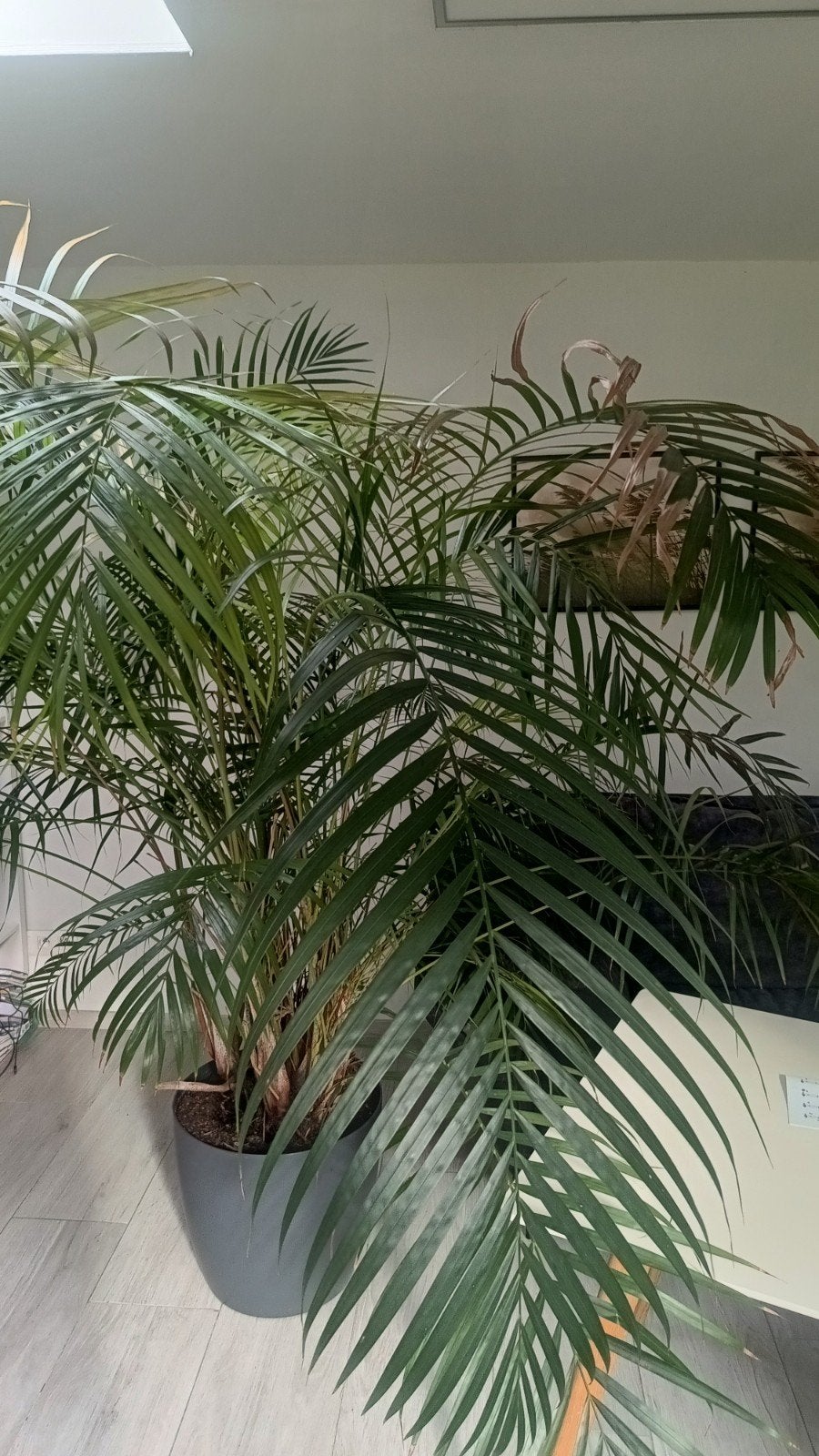 Grote kamerplant Kentia, Ophalen, Palm, 200 cm of meer
