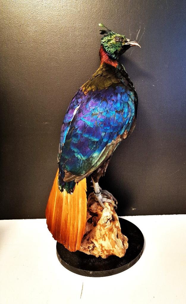mooie overleden vogels te koop gevraagd.., Meerdere dieren, Roofvogel, Geringd
