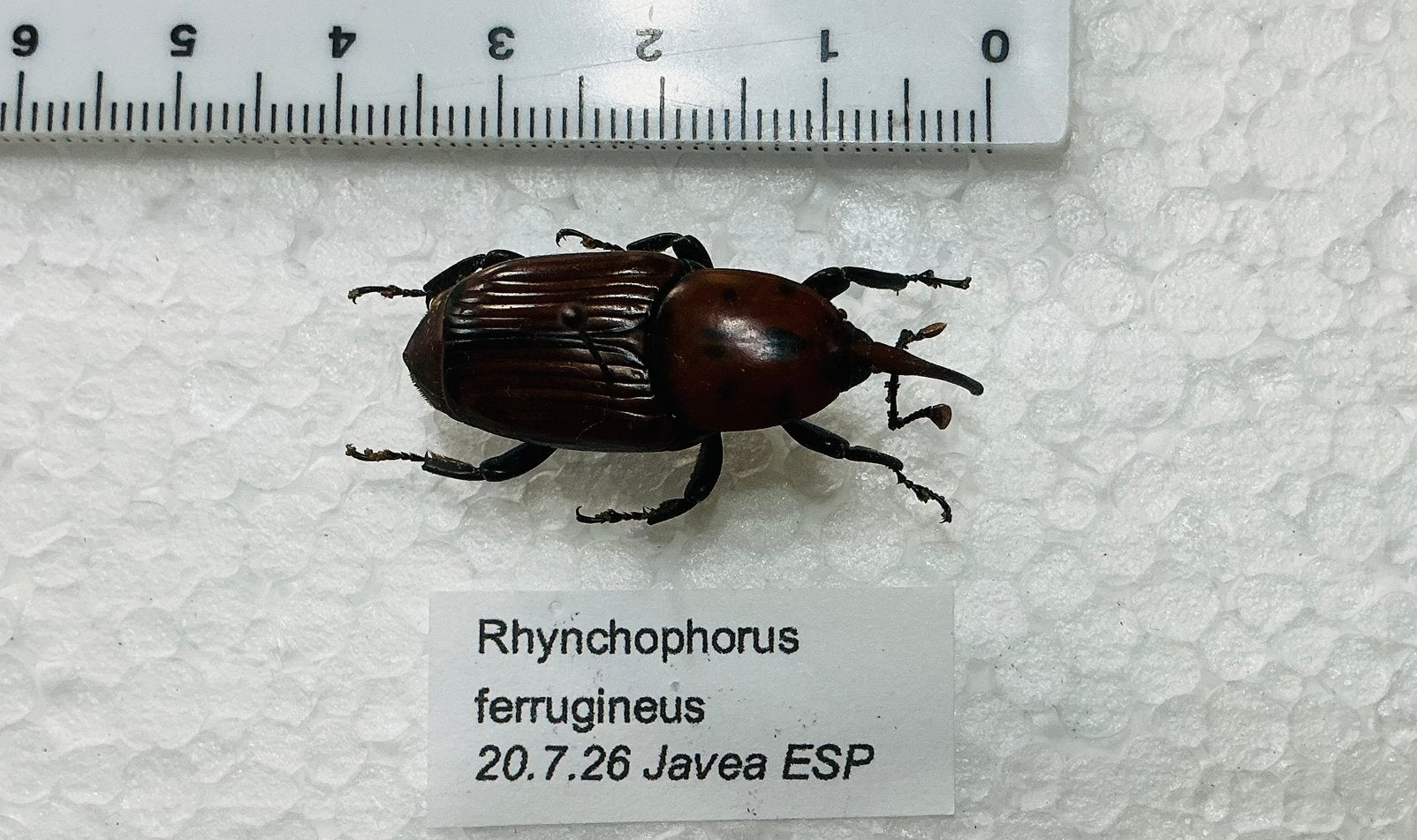 Rhynchophorus ferrugineus, kever uit Spanje, Ophalen