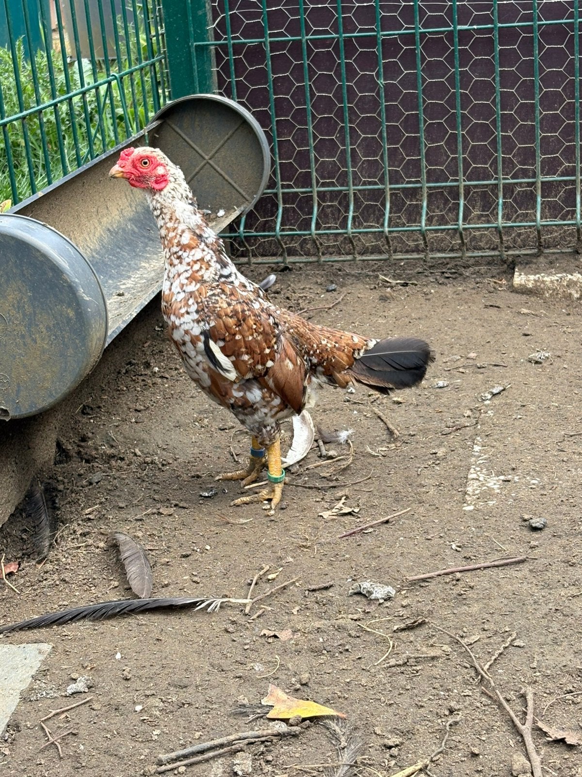 Aseel kriel hen, Vrouwelijk, Kip