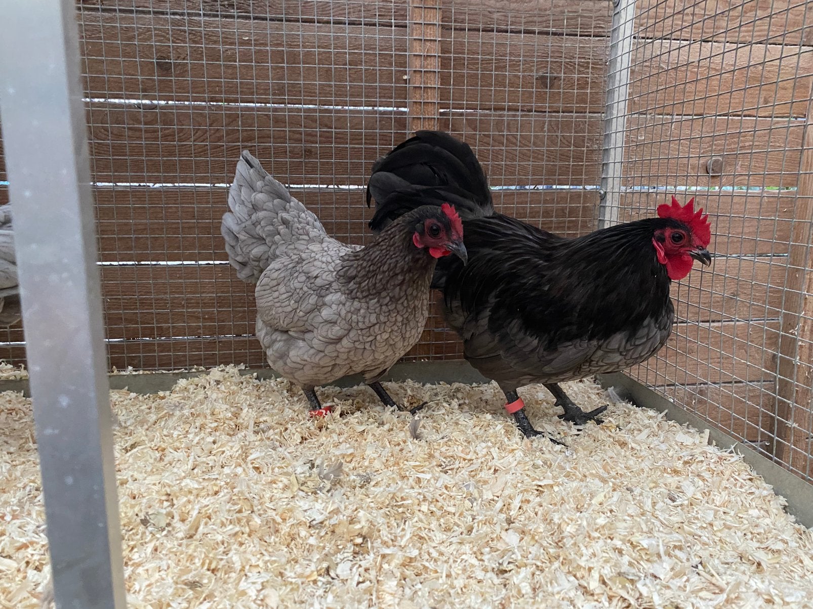 Haan met 2 hennen australorp kriel blauw
