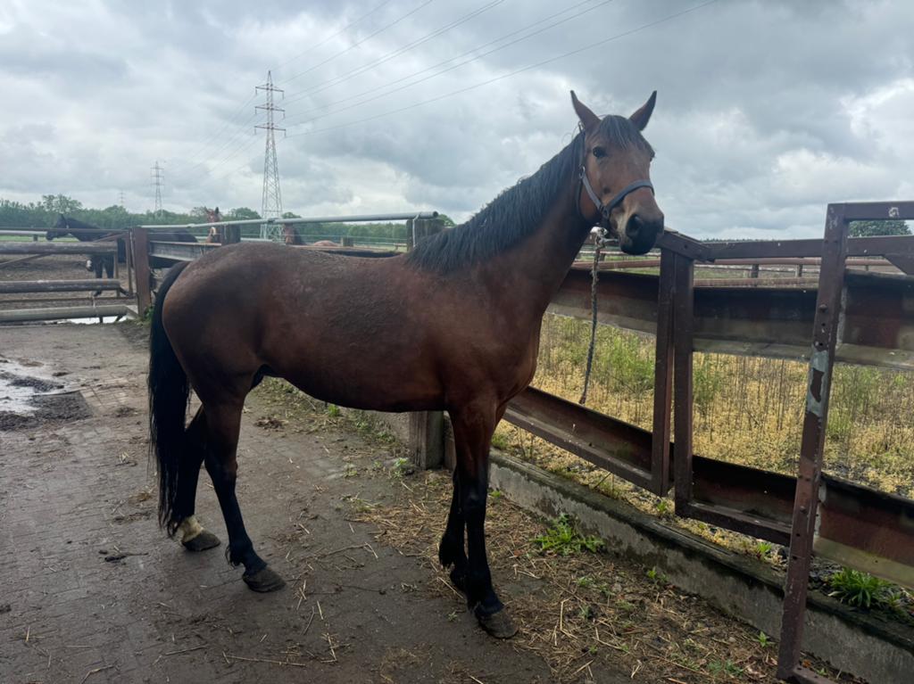 Draver merrie van 2017, Dieren en Toebehoren, Merrie, 160 tot 165 cm, Met stamboom, 7 tot 10 jaar