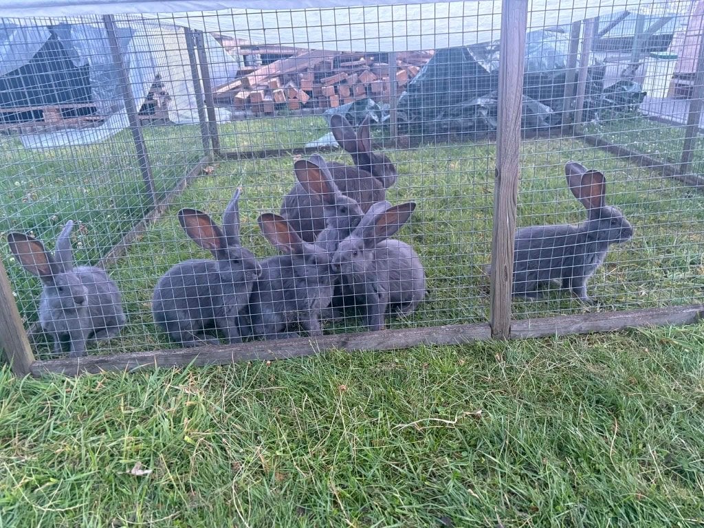 Mooie raszuivere blauwe Vlaamse reusjes, Meerdere dieren, Groot, 0 tot 2 jaar