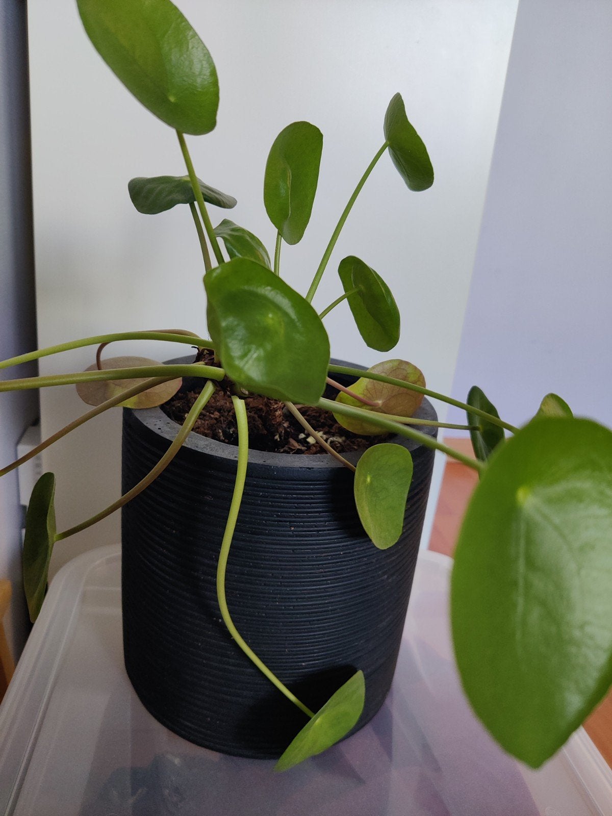 Pannekoekenplant, Ophalen
