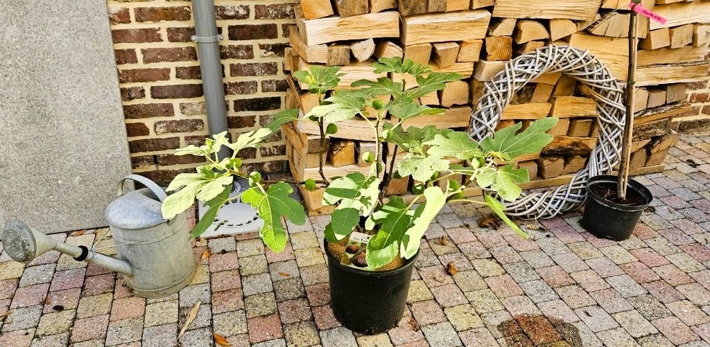 Vijgen boom struik Portogallo, Tuin en Terras, Ophalen, Minder dan 100 cm, In pot, Vijgenboom
