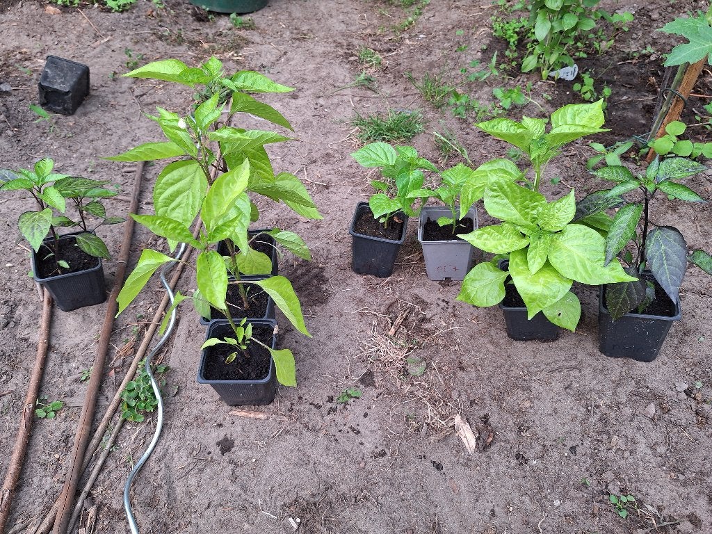 Peper planten, Ophalen, Eenjarig, Groenteplanten, Volle zon